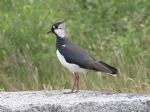 Salford Birdman Project